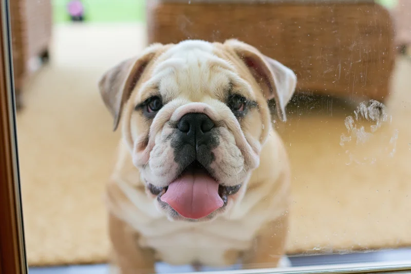 English bulldog puppy pressing face against glass door indoors