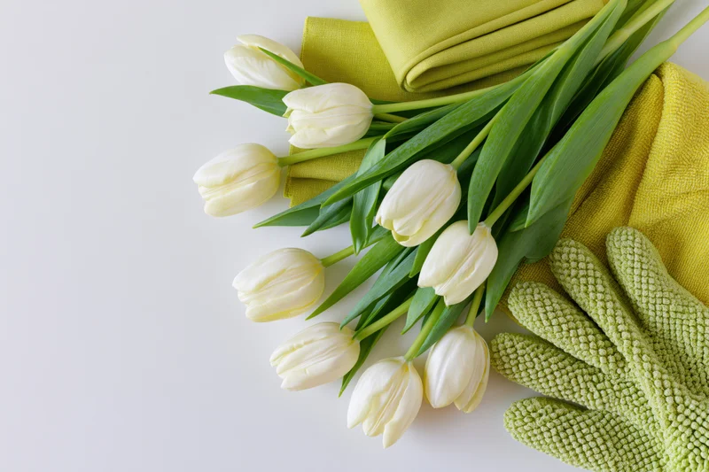 Cream tulips with green leaves arranged alongside gardening gloves and cloth on white surface