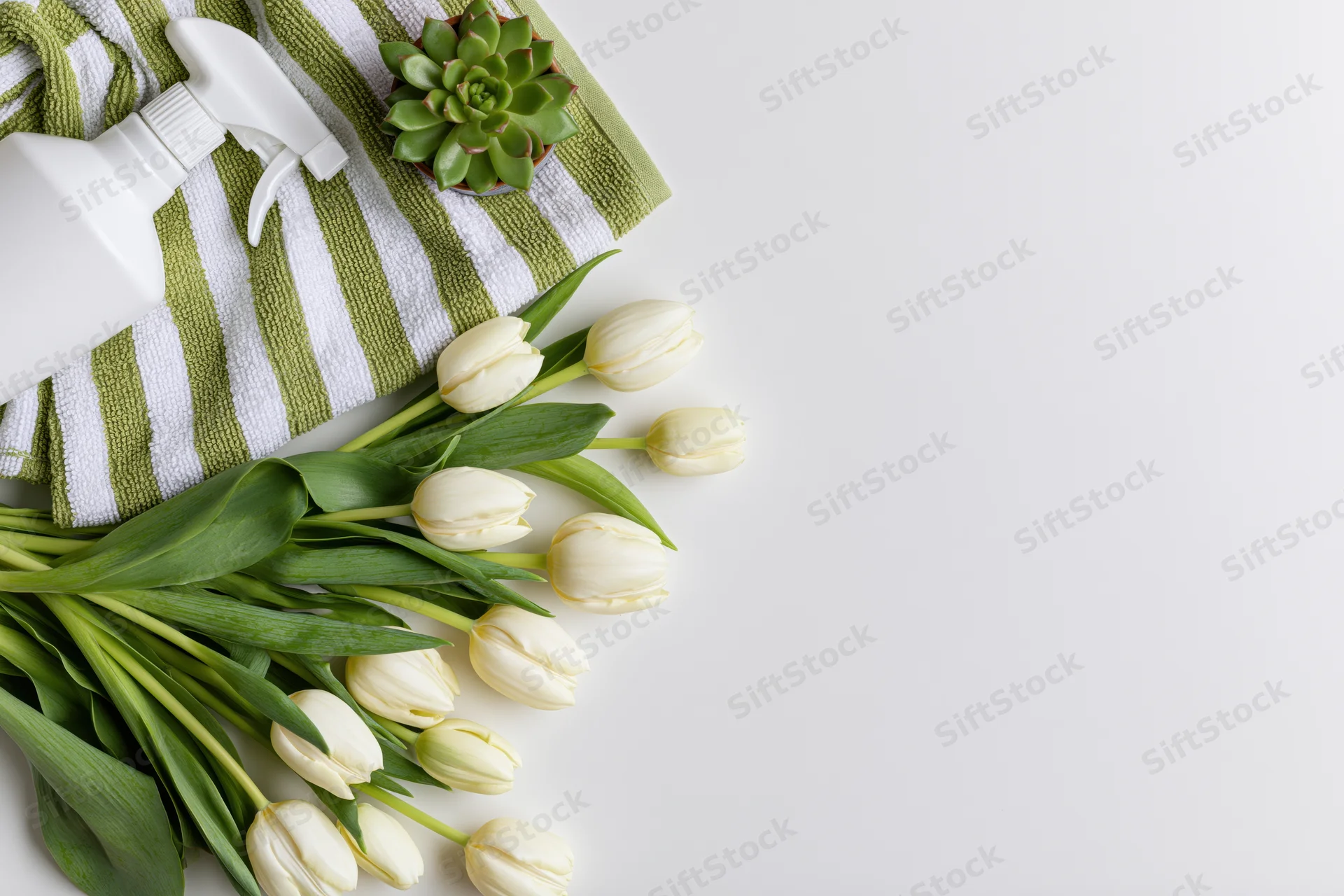 Cream white tulips with green leaves arranged on a white surface beside a striped towel, spray bottle and small succulent plant