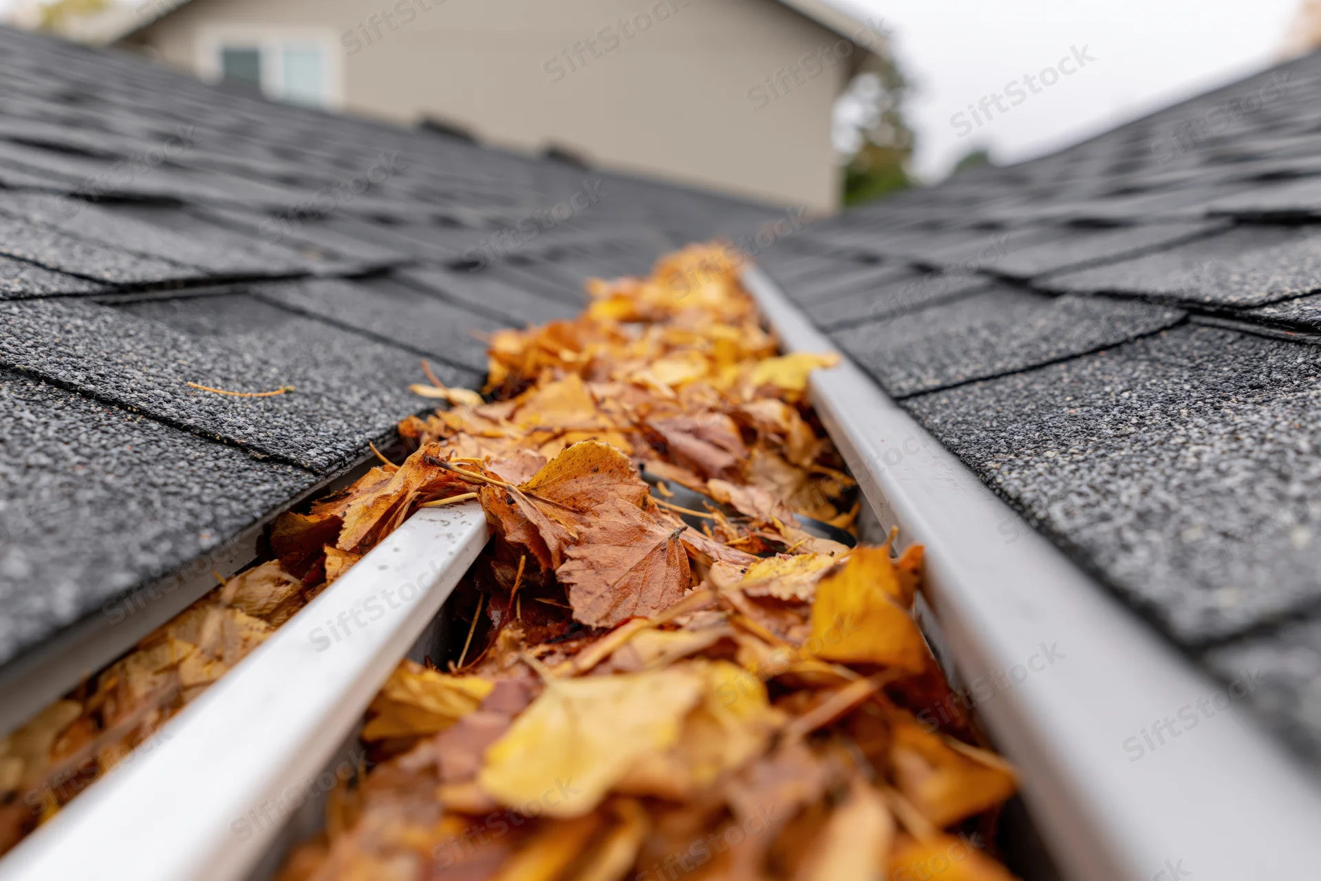 Clogged rain gutter filled with fallen autumn leaves along a shingled roof
