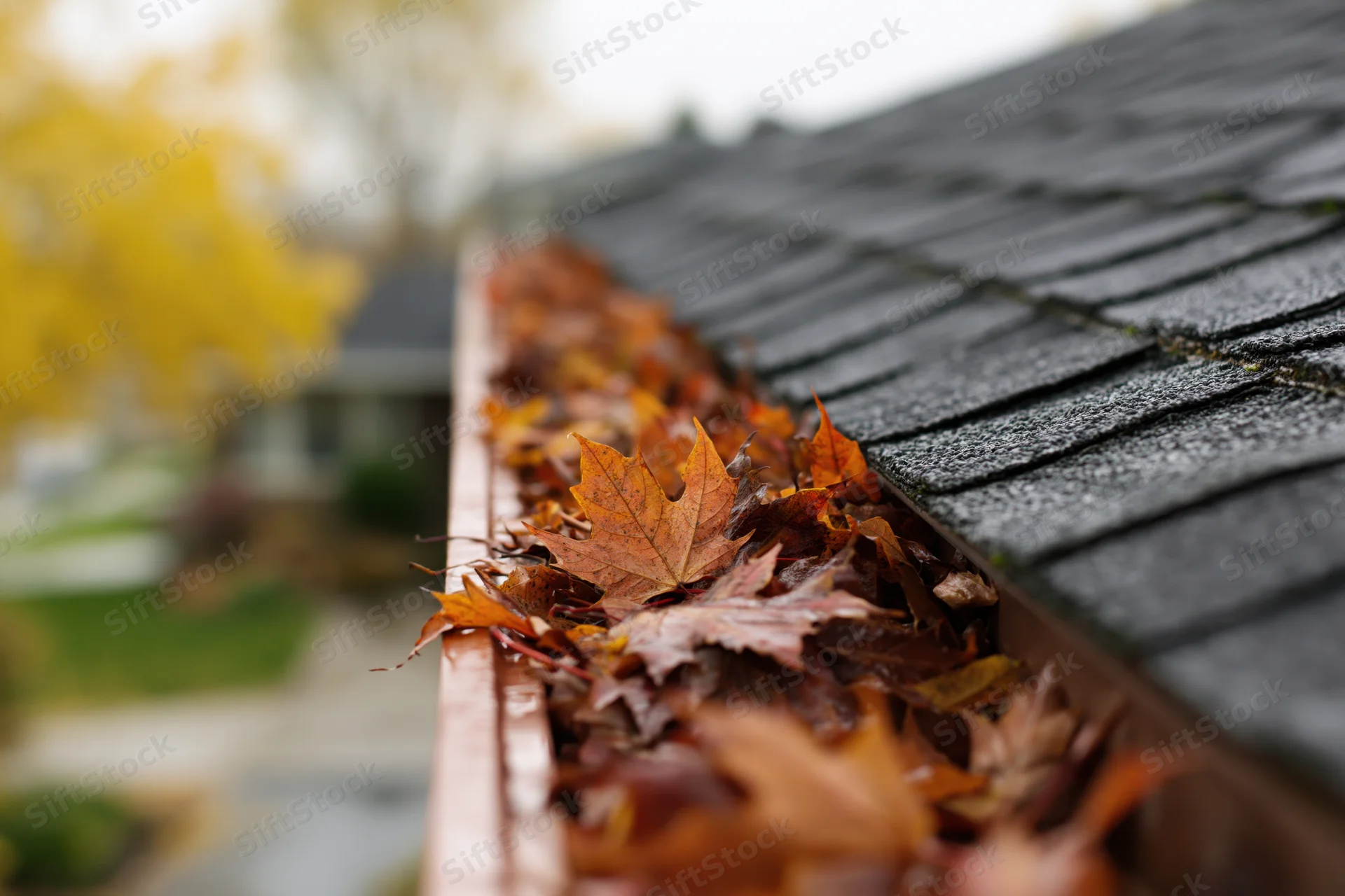 Fallen maple leaves clogging a rain gutter on a residential roof