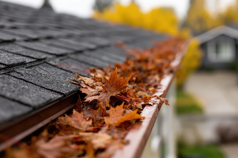 Rain gutter filled with fallen maple leaves on a residential roof during autumn