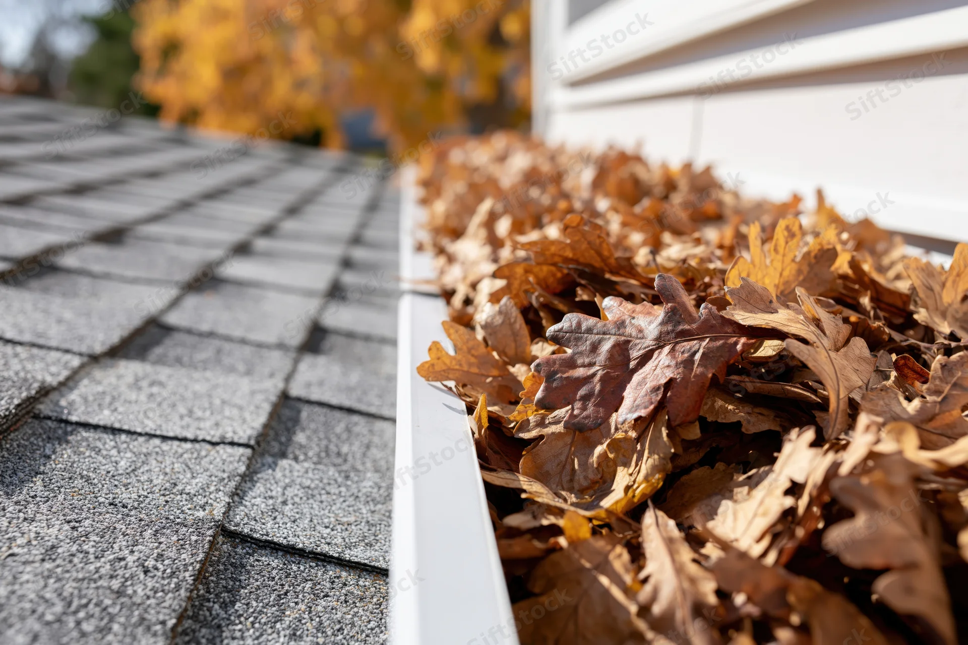 Dry autumn leaves packed in a residential roof gutter beside shingled roof and white siding