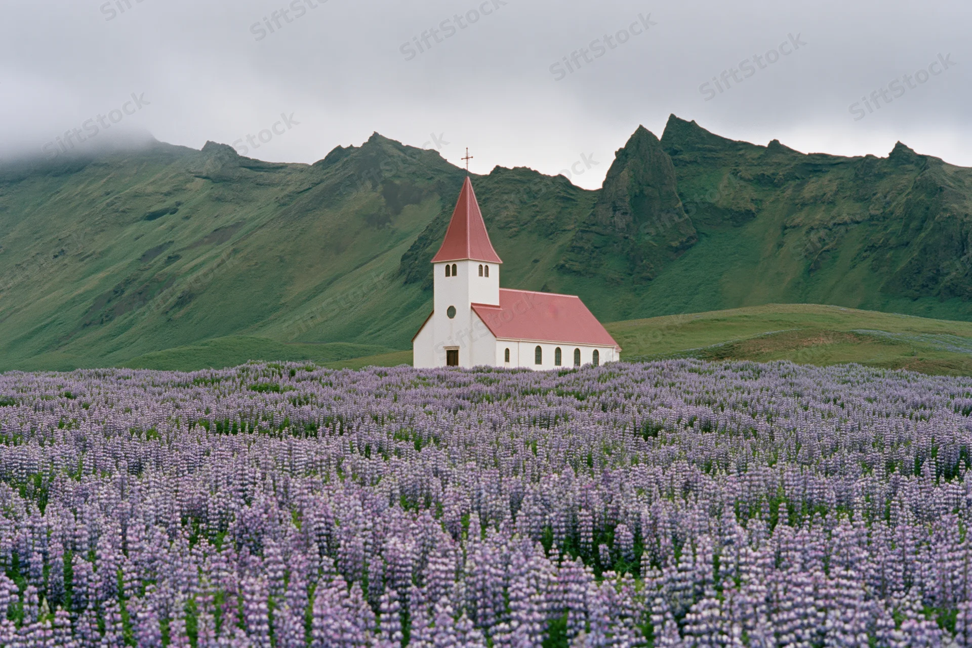 White church with red roof stands in a field of purple lupine flowers before green mountains under cloudy sky