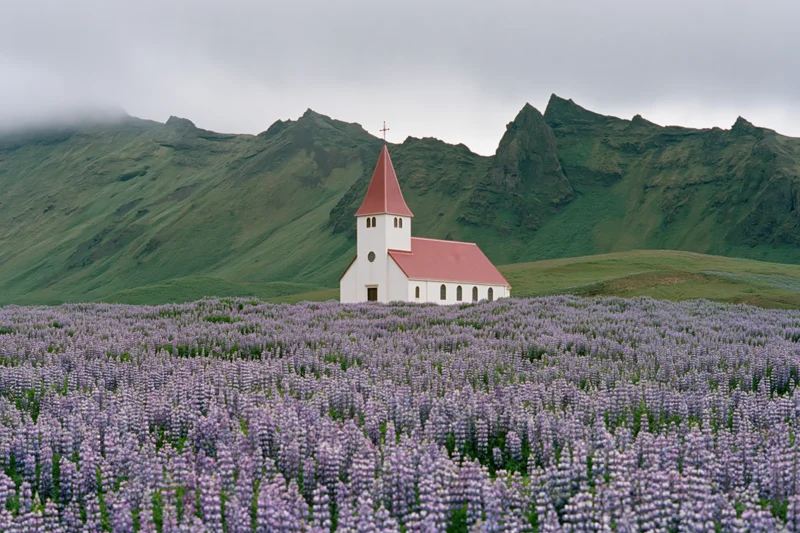 White church with red roof stands in a field of purple lupine flowers before green mountains under cloudy sky