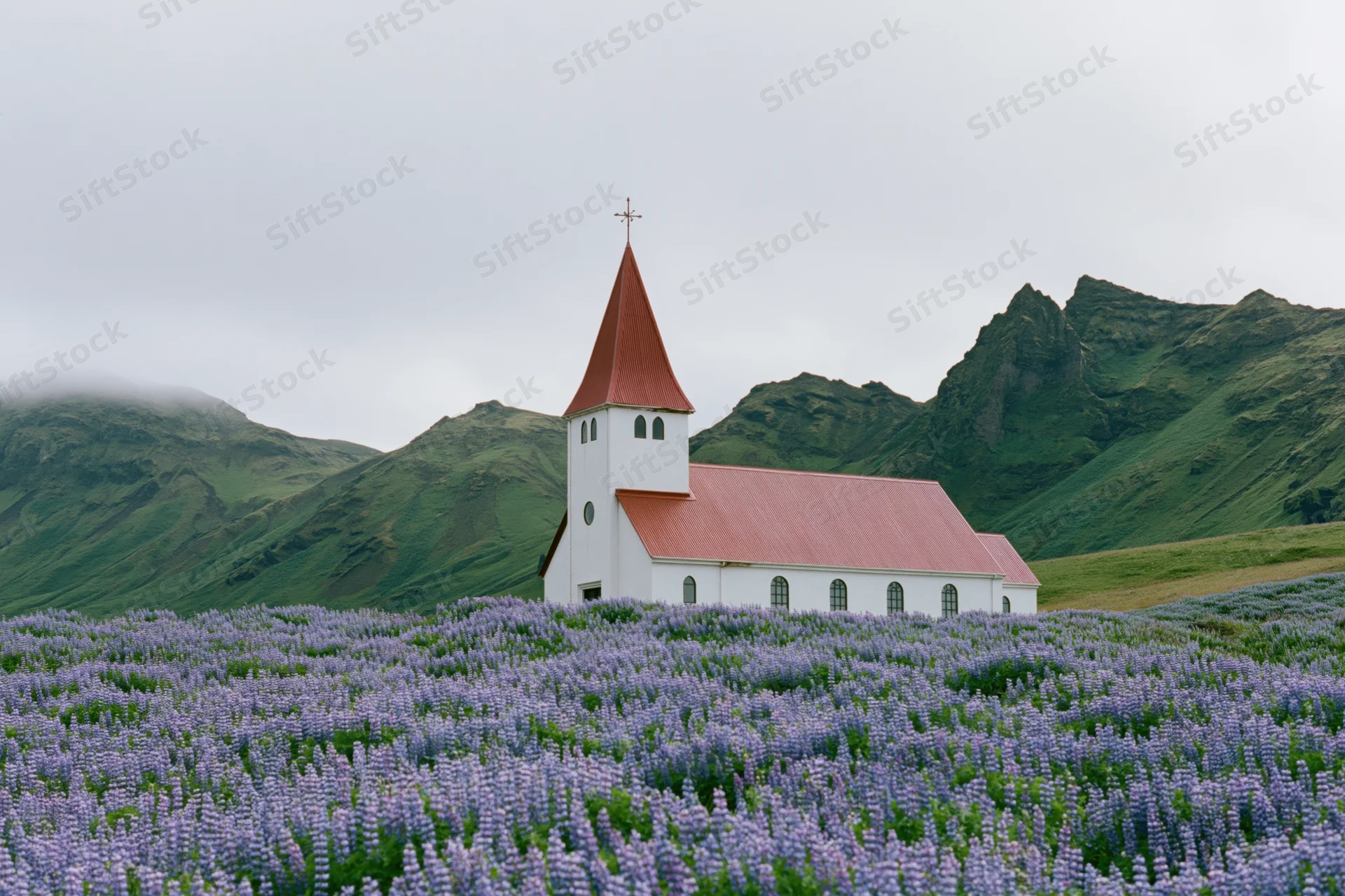 White church with red pointed roof surrounded by purple lupine flowers in a mountain valley