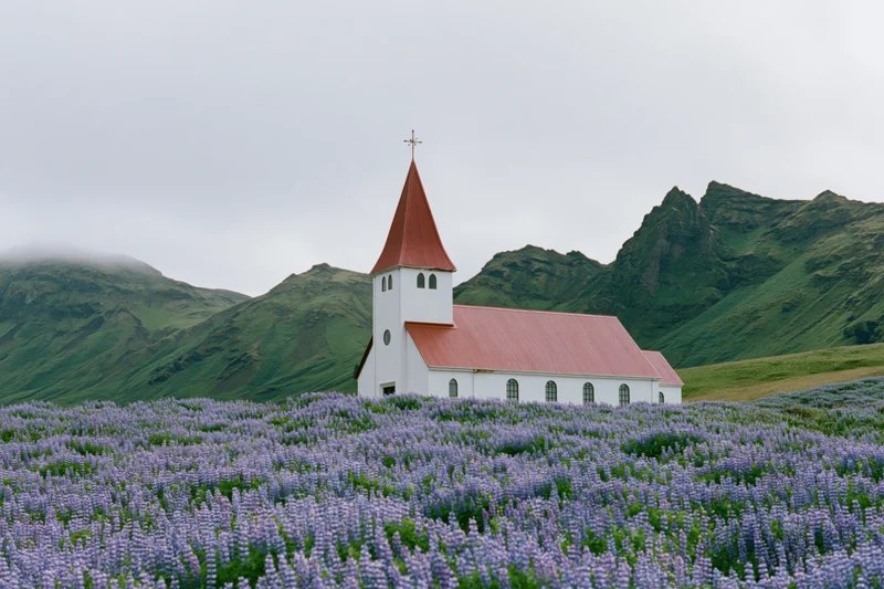 White church with red pointed roof surrounded by purple lupine flowers in a mountain valley