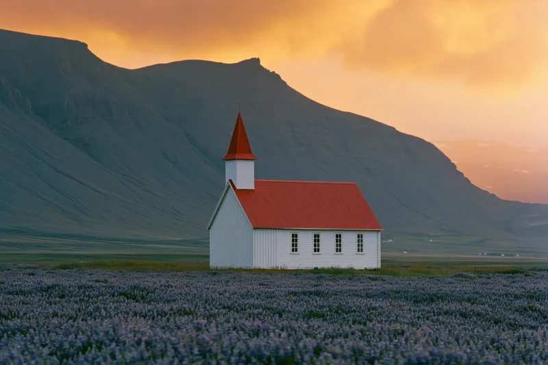 Small white icelandic church with red roof standing alone in a field of blue wildflowers at sunset with mountains in the background