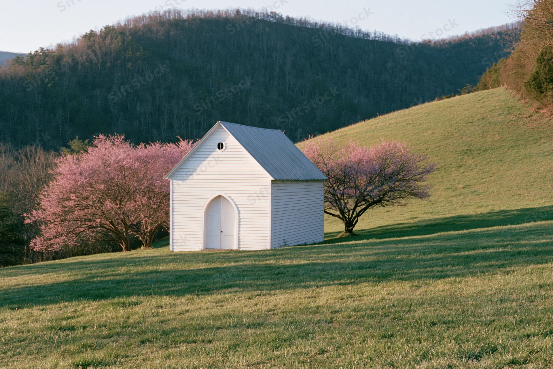 Small white clapboard church standing alone on a grassy hillside with blooming pink trees in spring