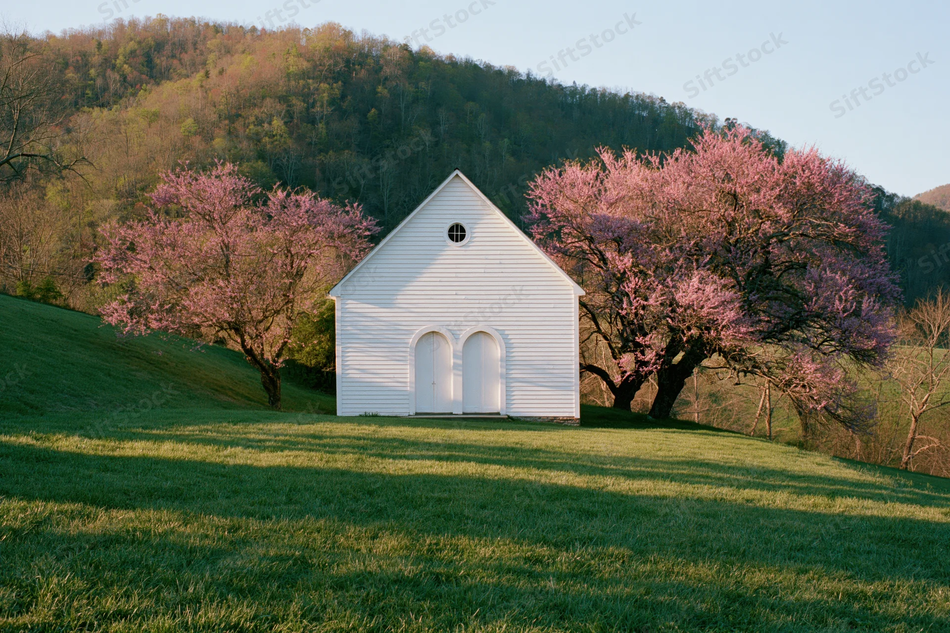 Small white clapboard church on a grassy hill flanked by blooming cherry trees in spring