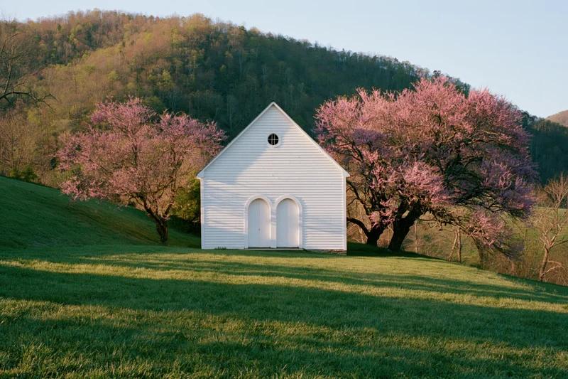 Small white clapboard church on a grassy hill flanked by blooming cherry trees in spring