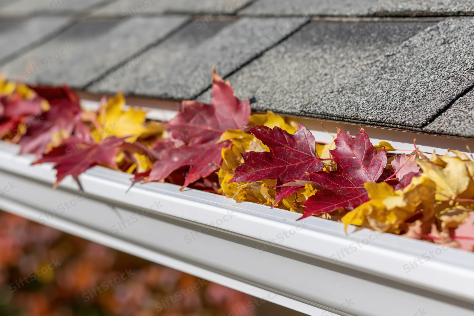 Fallen maple leaves filling a white plastic gutter on a gray shingled roof