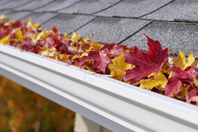 White plastic gutter filled with fallen maple leaves on a gray shingled roof during autumn