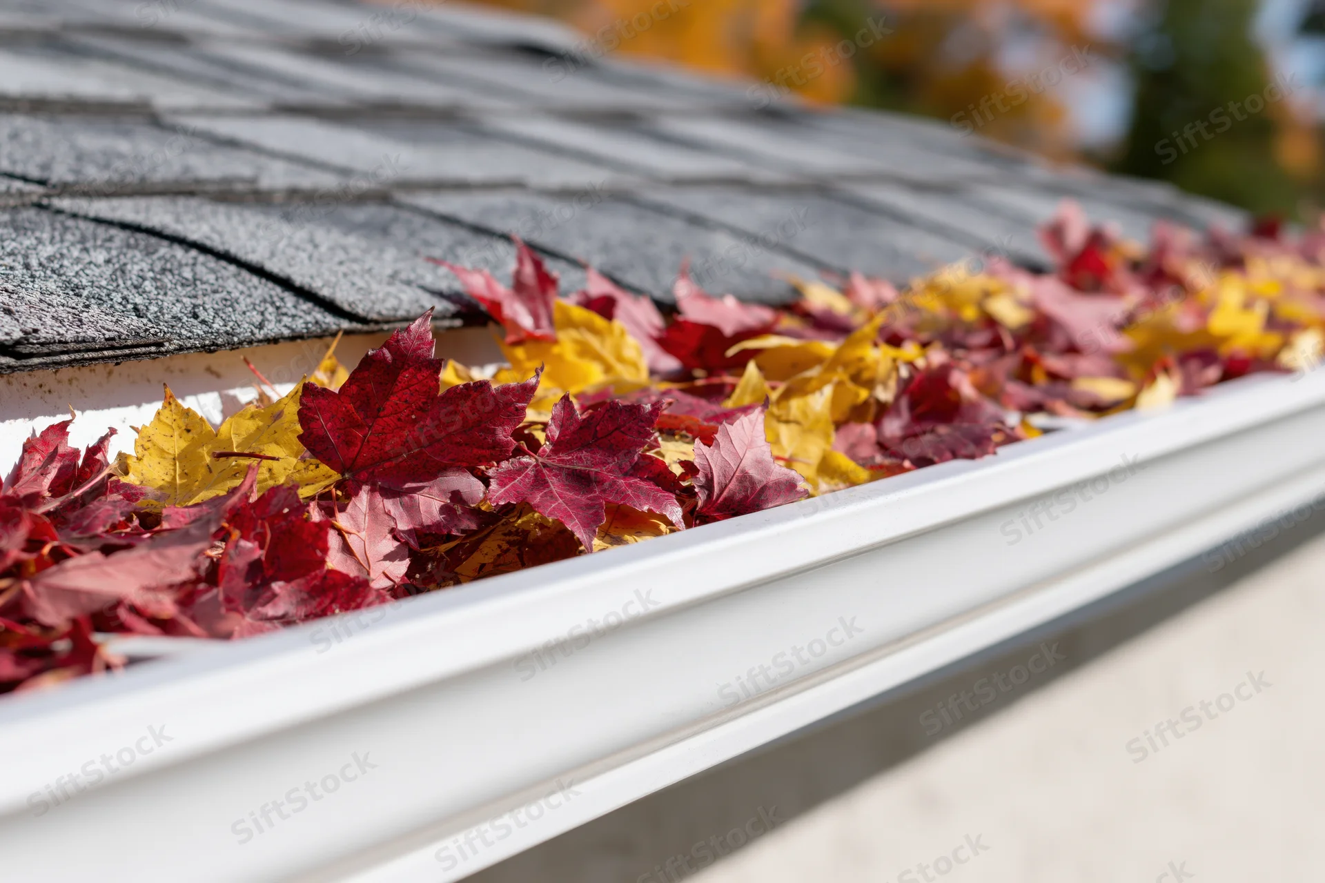 White plastic gutter filled with colorful maple leaves along a gray shingled roof