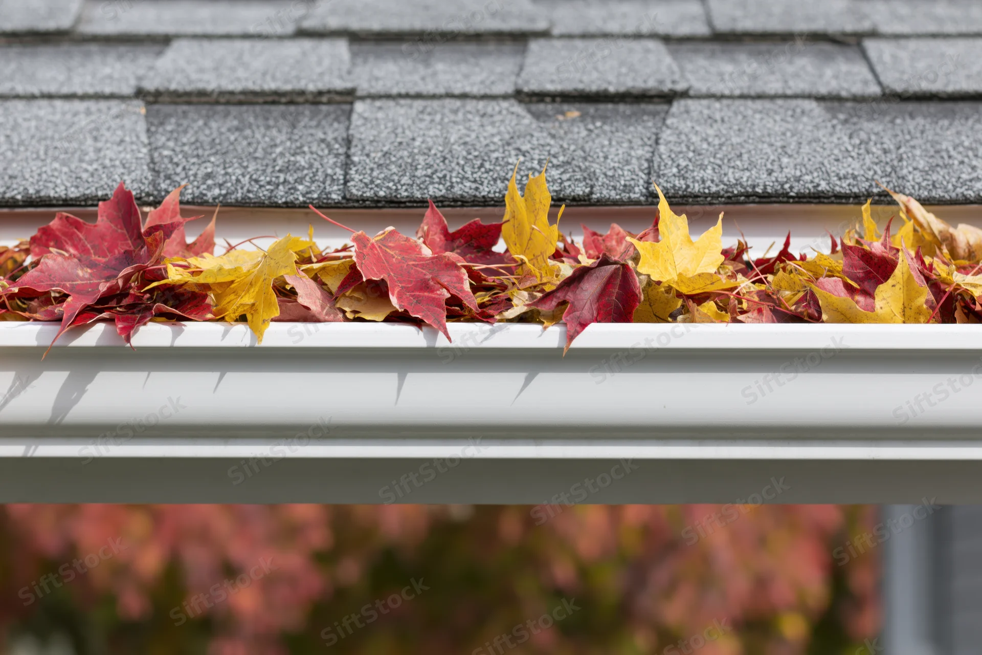 Fallen maple leaves filling a white plastic gutter beneath a shingled roof