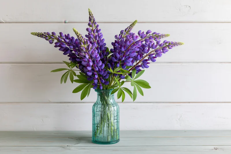 Purple lupin flowers in a teal glass vase on a white wooden surface