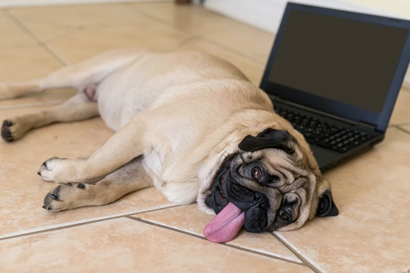 Fawn pug lying on side on tiled floor beside open laptop