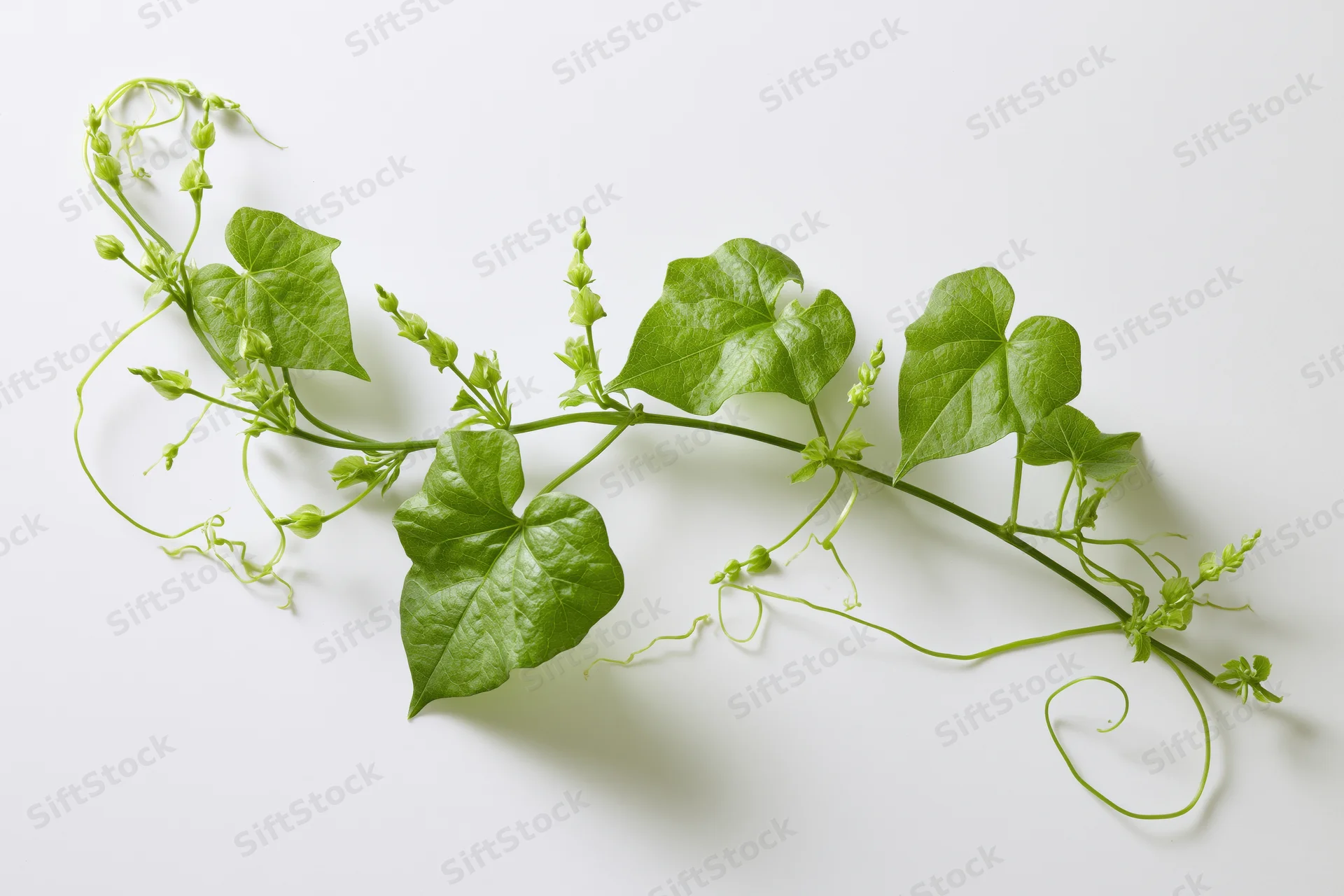 Green vine with heart-shaped leaves and tendrils laid flat on white surface