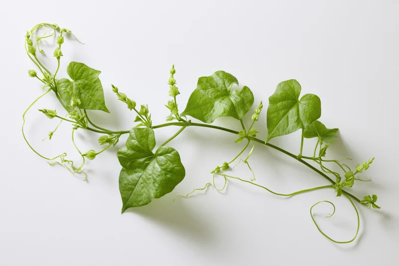 Green vine with heart-shaped leaves and tendrils laid flat on white surface
