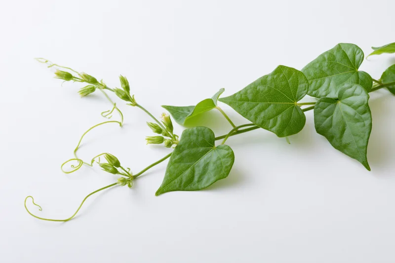 Green vine with heart-shaped leaves and tendrils lying on white surface