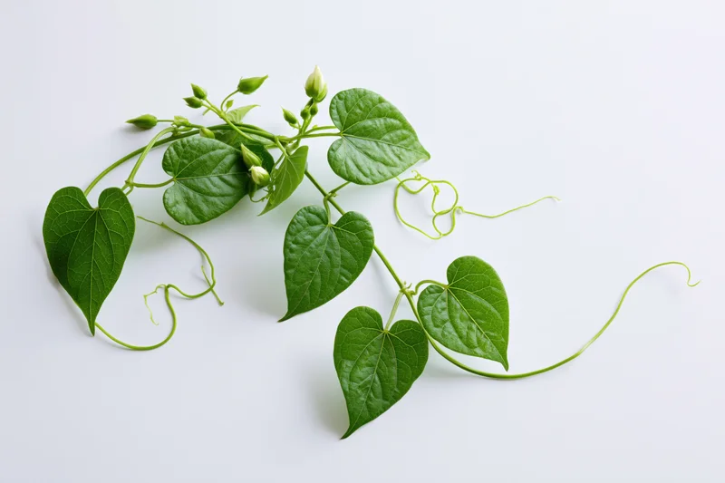 Green vine with heart-shaped leaves and tendrils on white background
