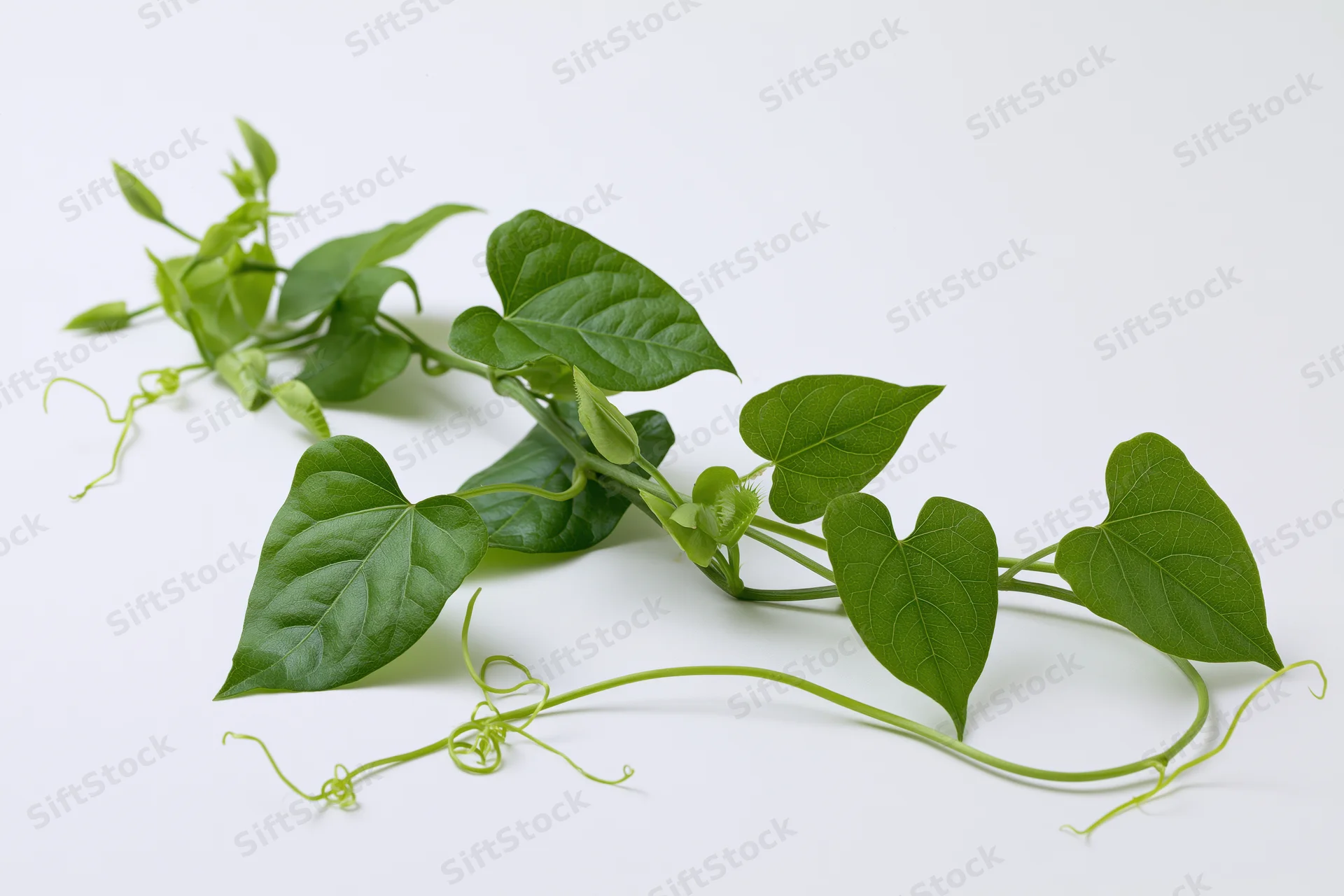 Fresh green vine with heart-shaped leaves and tendrils lying on white surface