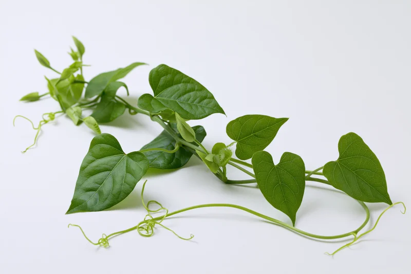 Fresh green vine with heart-shaped leaves and tendrils lying on white surface