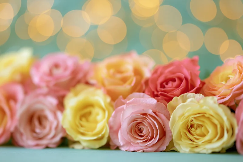 Row of pink yellow and peach roses arranged closely on a teal surface with bokeh lights behind