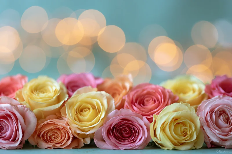 Row of pink yellow and peach roses arranged closely together with bokeh lights in background