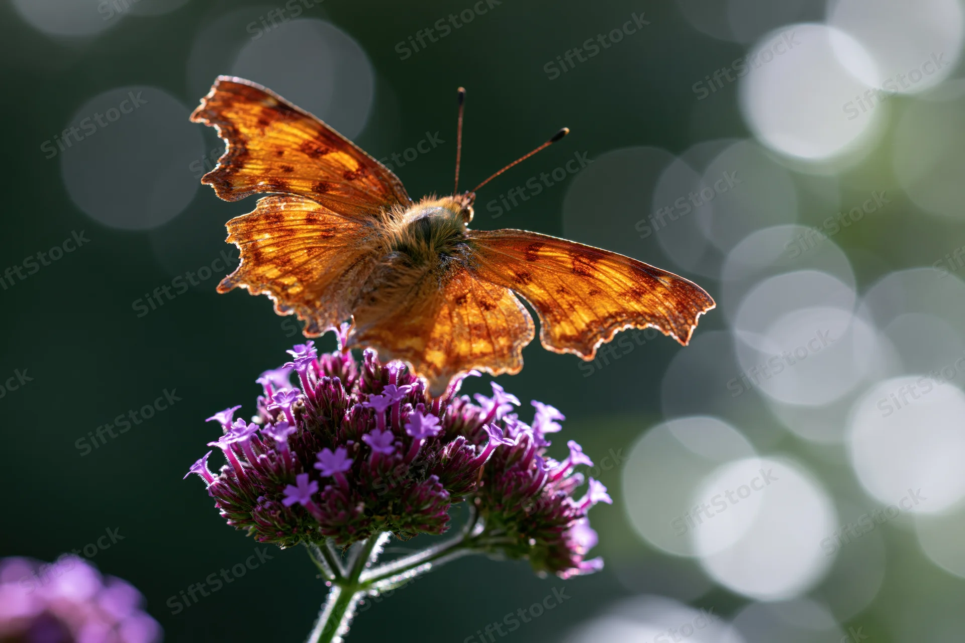 Comma butterfly perched on purple flower cluster in garden setting