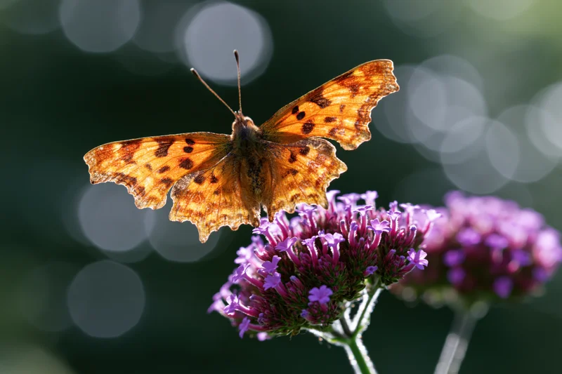 Comma butterfly perched on purple flower cluster in garden setting