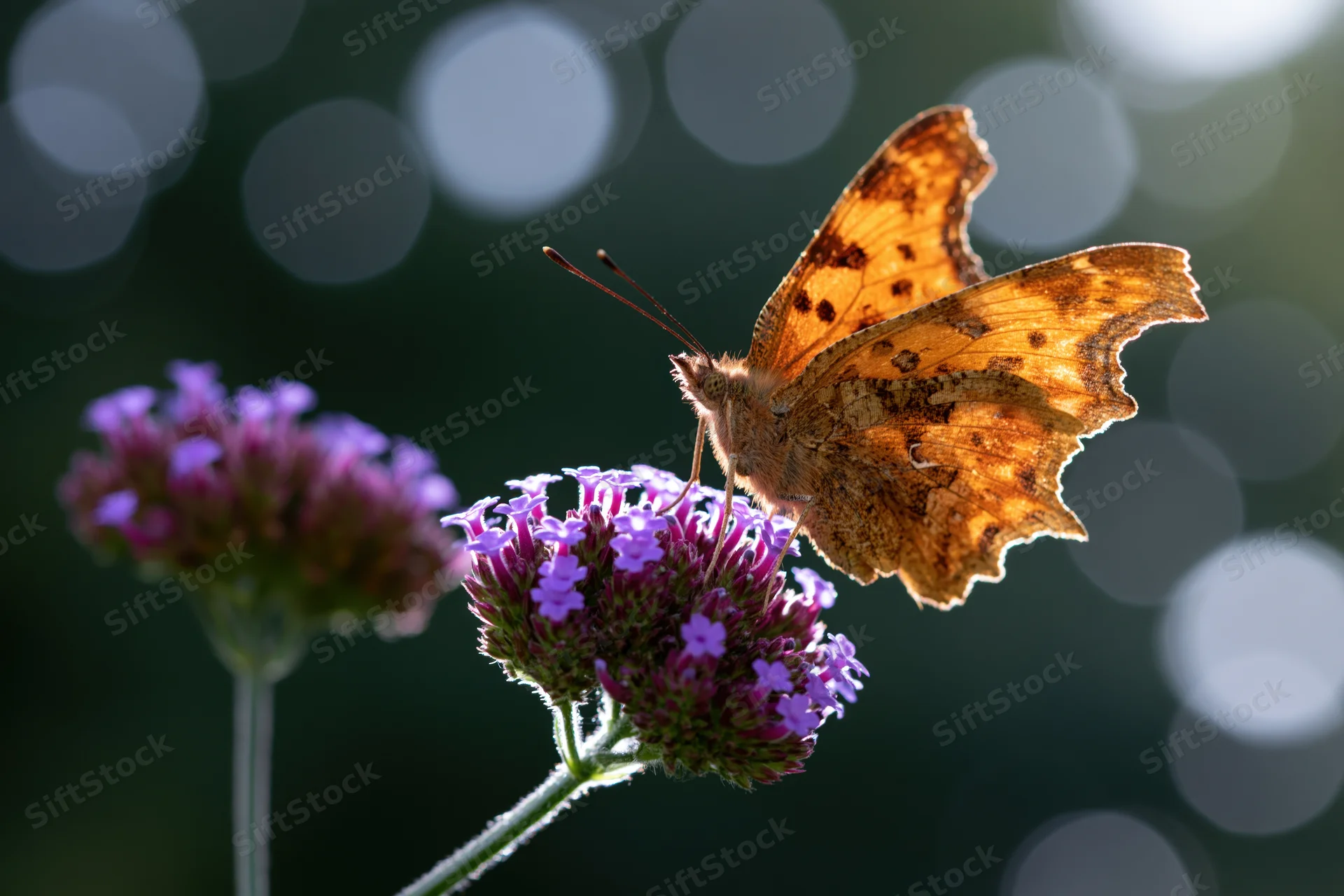 Comma butterfly perched on purple flower cluster in garden setting