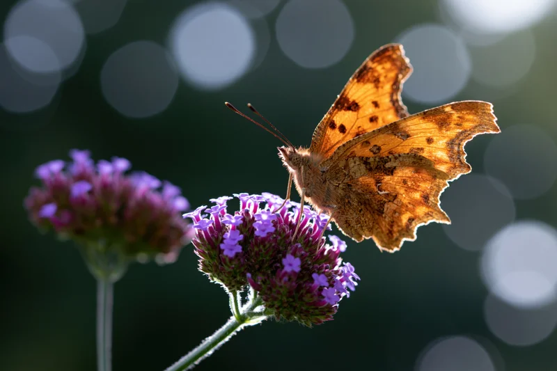 Comma butterfly perched on purple flower cluster in garden setting
