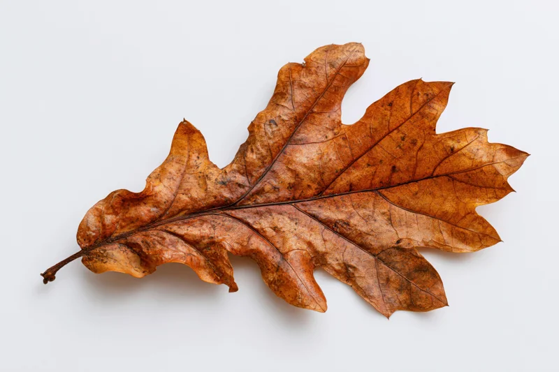Dried oak leaf lying flat on white surface
