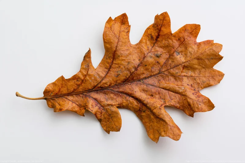 Dried oak leaf lying flat on white background