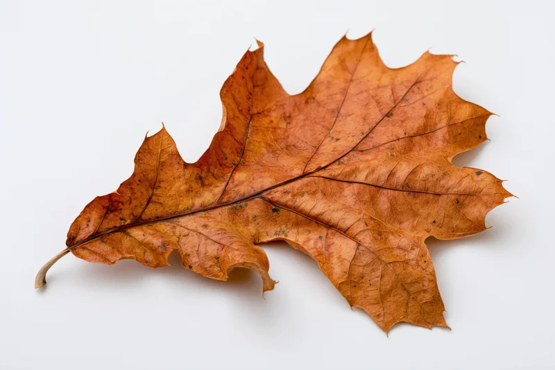 Dried oak leaf lying flat on white surface