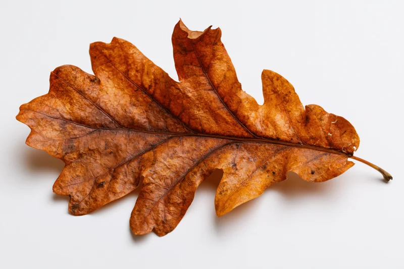 Dried oak leaf lying flat on white background