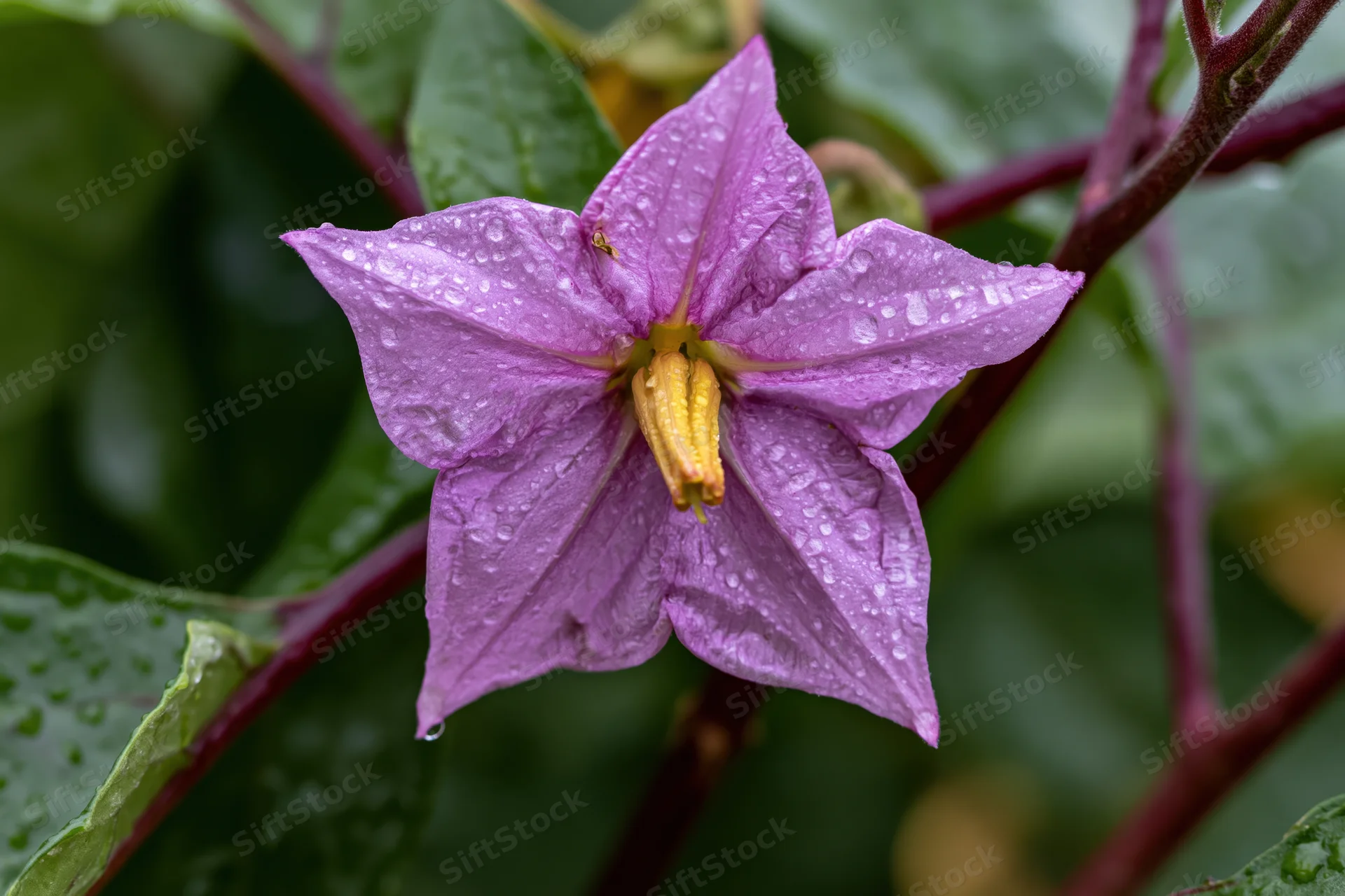 Closeup of a purple star-shaped eggplant flower in bloom with water droplets on petals and green leaves in background