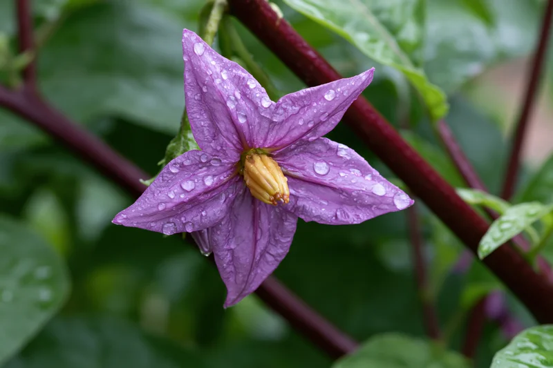 Purple eggplant flower in full bloom with water droplets on petals among green leaves and stems