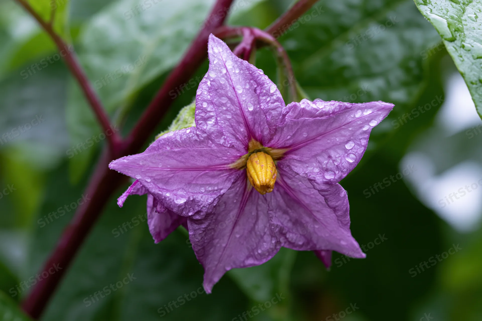 Purple eggplant flower in full bloom with raindrops on petals and green leaves in background