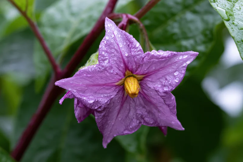 Purple eggplant flower in full bloom with raindrops on petals and green leaves in background