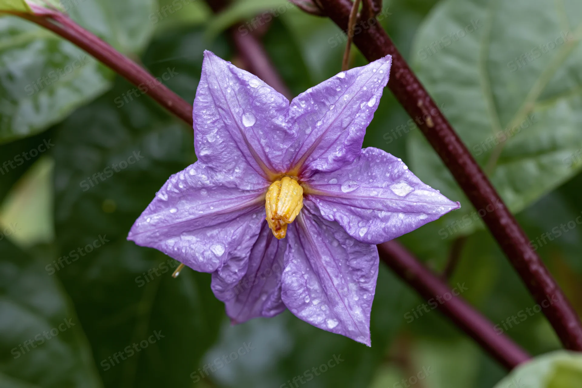 Purple eggplant flower in full bloom with water droplets on petals among green leaves and stems