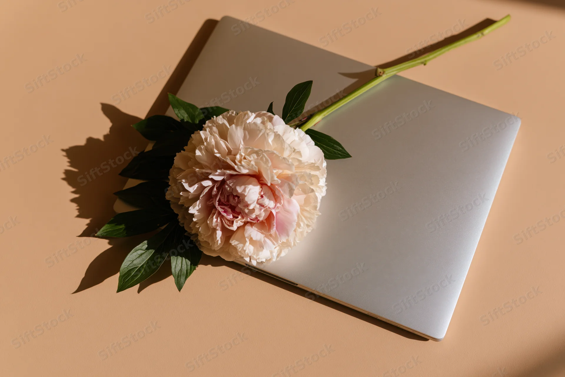 Pale blush peony with green stem and leaves resting on closed silver laptop on beige surface