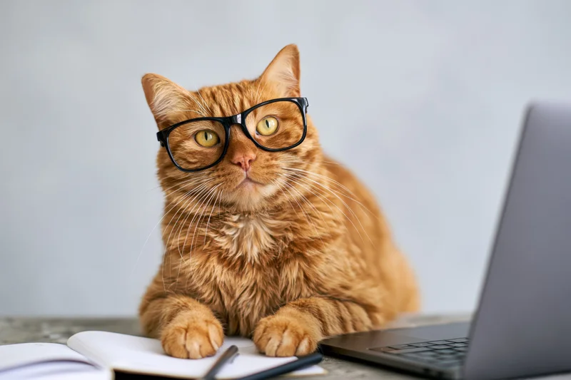 Ginger tabby cat wearing black-rimmed glasses sitting at a desk with laptop and notebook, focused on work