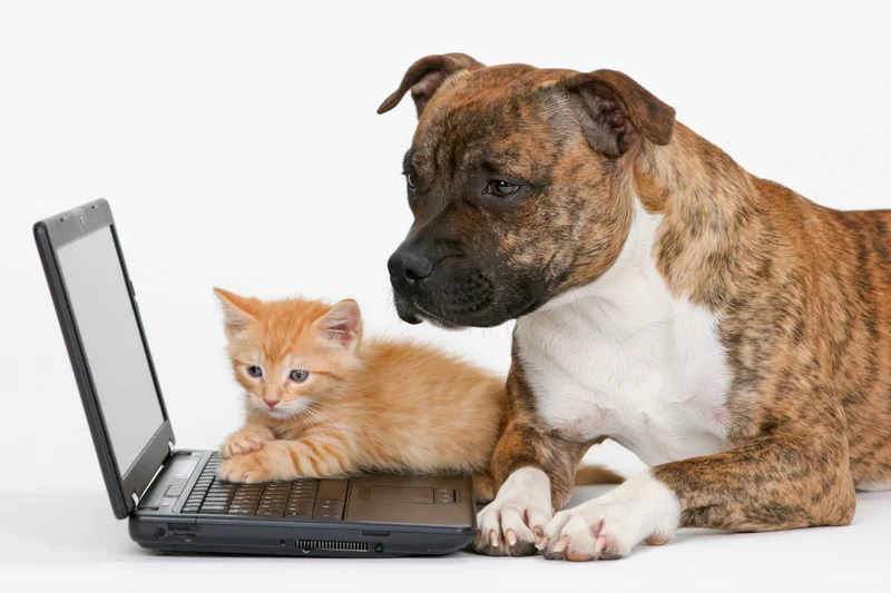 Staffordshire bull terrier and orange kitten lying beside a laptop on white background