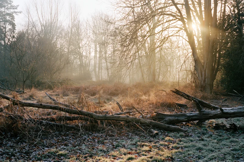 Bare winter woodland edge with fallen branches and dry undergrowth at dawn