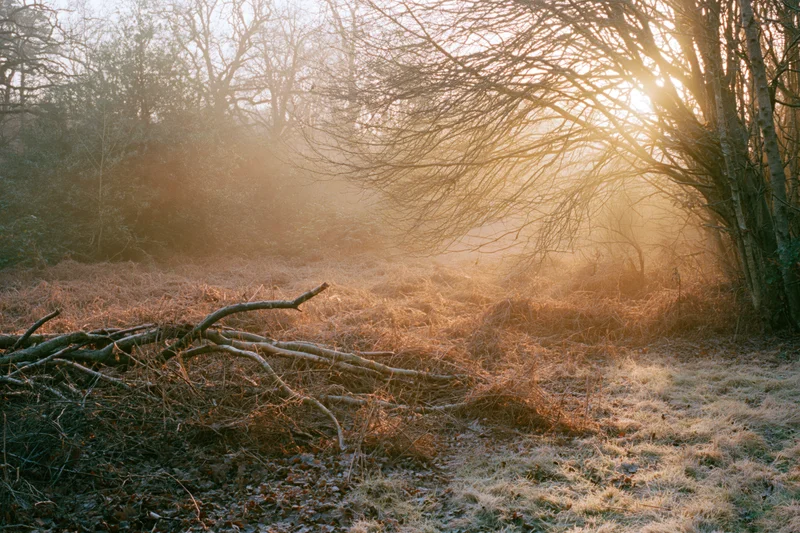 Bare winter woodland edge with fallen branches and dry undergrowth in morning sunlight