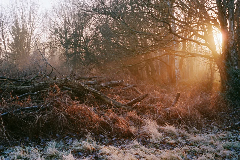 Bare winter woodland edge with fallen branches and dry undergrowth at sunrise