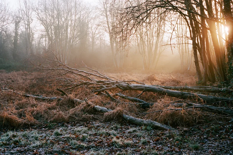 Bare winter woodland edge with fallen branches and dry undergrowth at sunrise through mist