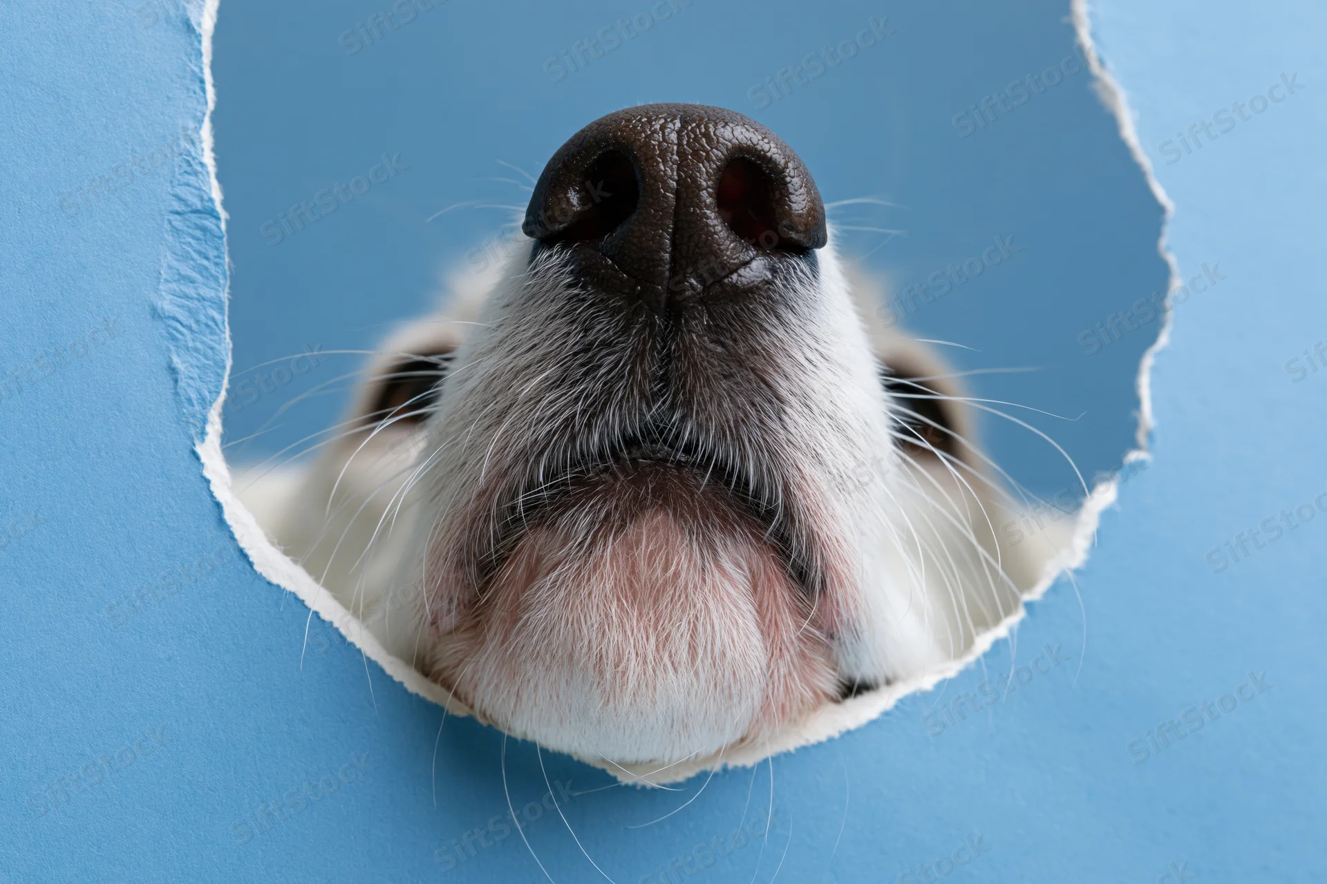 Dog's nose and muzzle peeking through a torn hole in blue paper